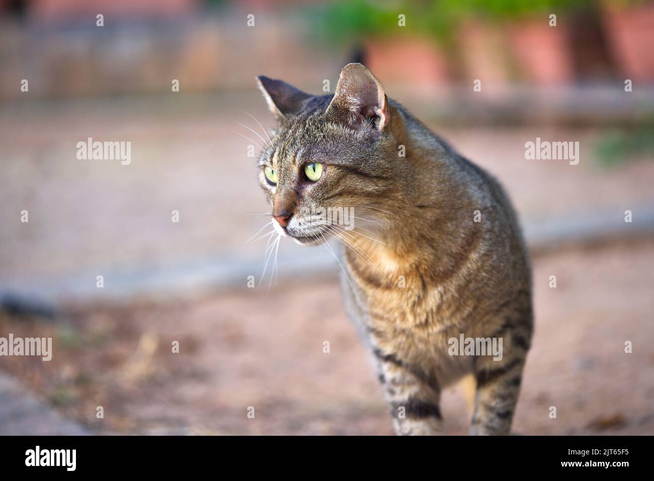 Eine gestreifte Katze, die etwas im Garten betrachtet Stockfoto