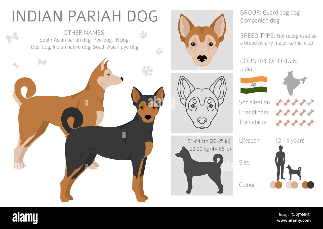 Indischer Pariah Hundeclipart. Verschiedene Posen, Fellfarben eingestellt. Vektorgrafik Stock Vektor