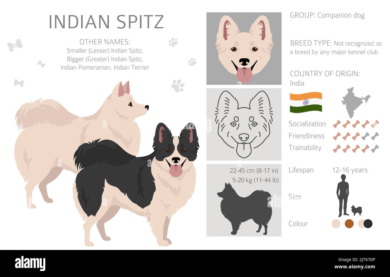 Indischer spitz Clipart. Verschiedene Posen, Fellfarben eingestellt. Vektorgrafik Stock Vektor