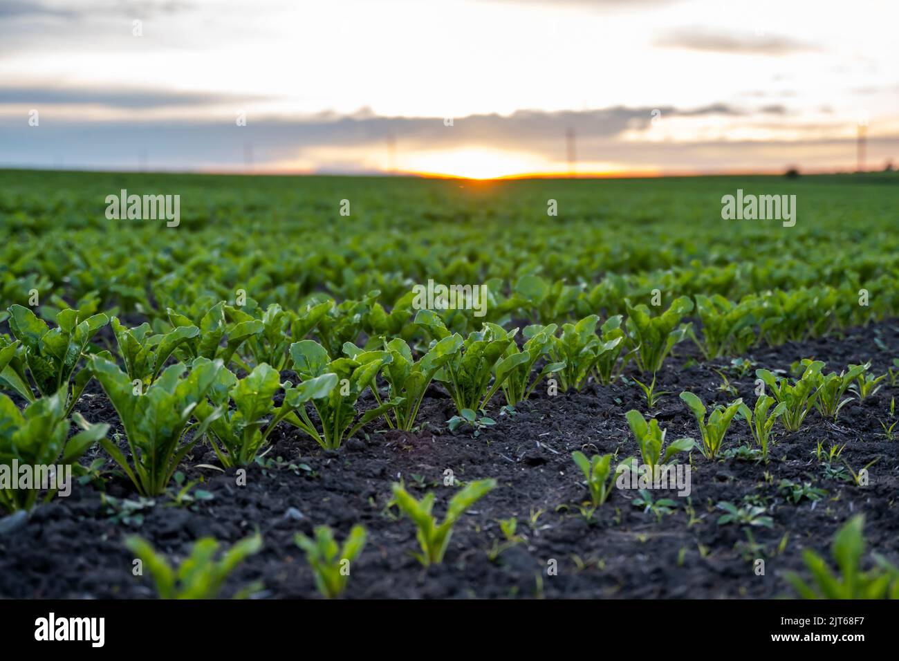 Junge grüne Zuckerrüben Blätter im landwirtschaftlichen Rübenfeld am Abend Sonnenuntergang. Landwirtschaft. Stockfoto