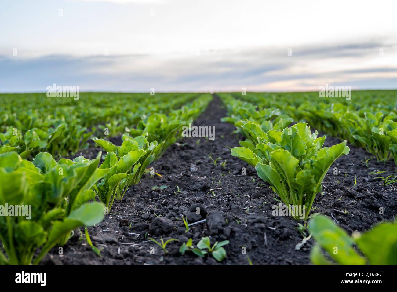Nahaufnahme Junge Zuckerrübenblätter wachsen im landwirtschaftlichen Rübenfeld am Abend des Sonnenuntergangs. Landwirtschaft. Stockfoto