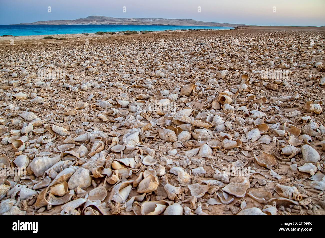 An der Küste einer einsamen Insel, die mit Tausenden von Muscheln bedeckt ist Stockfoto