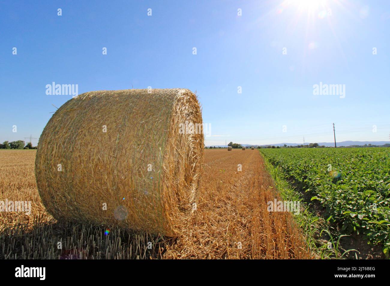 In der Abendsonne auf einem geernteten Weizenfeld zu runden Ballen gepresstes Stroh Stockfoto