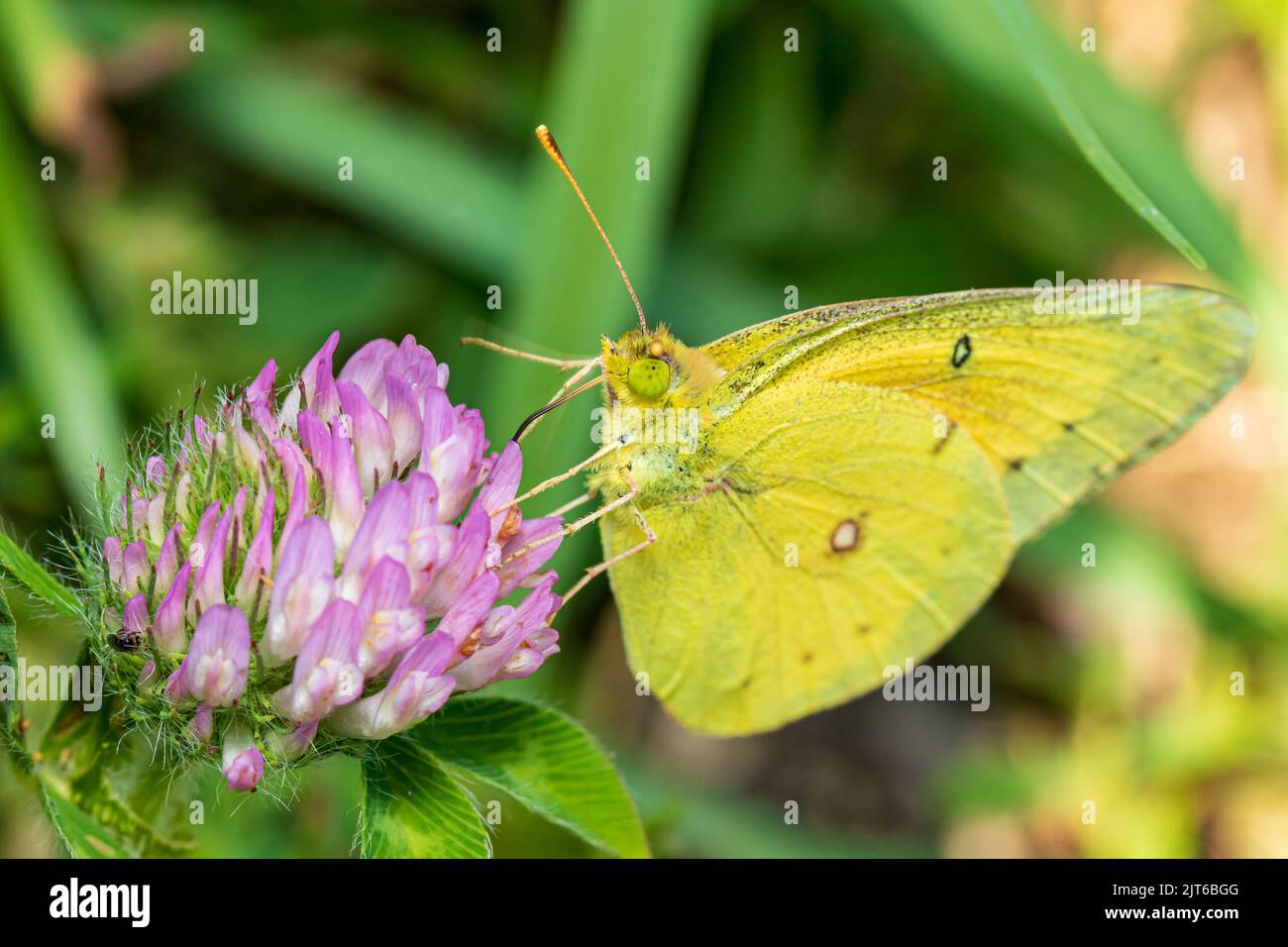 Oranger Schwefelschmetterling auf Luzerne. Insekten- und Naturschutz, Habitatschutz und Gartenkonzept für Gartenblumen Stockfoto