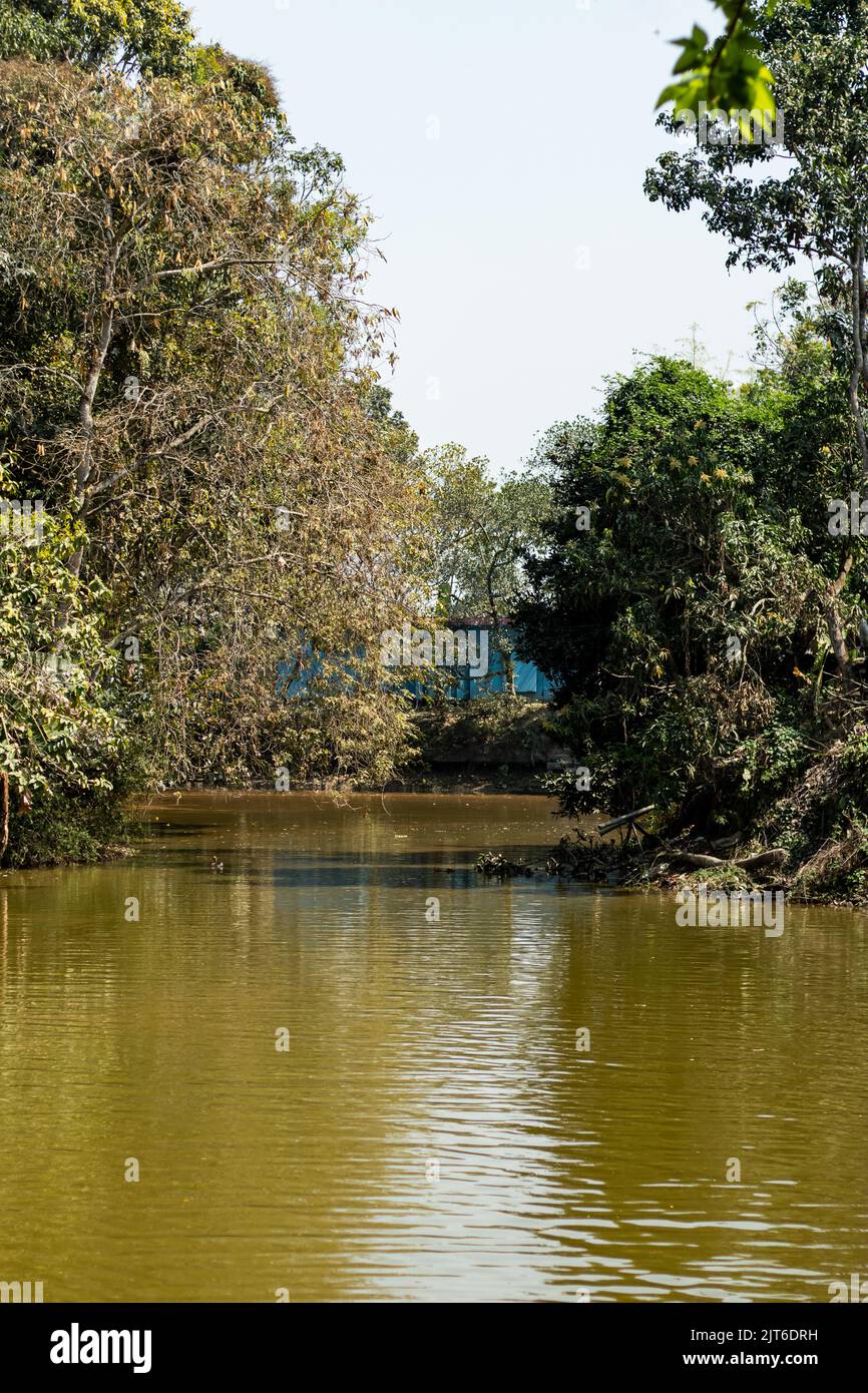 Auf beiden Seiten eines Teiches im Dorf berühren große Bäume das goldfarbene Wasser des Teiches Stockfoto