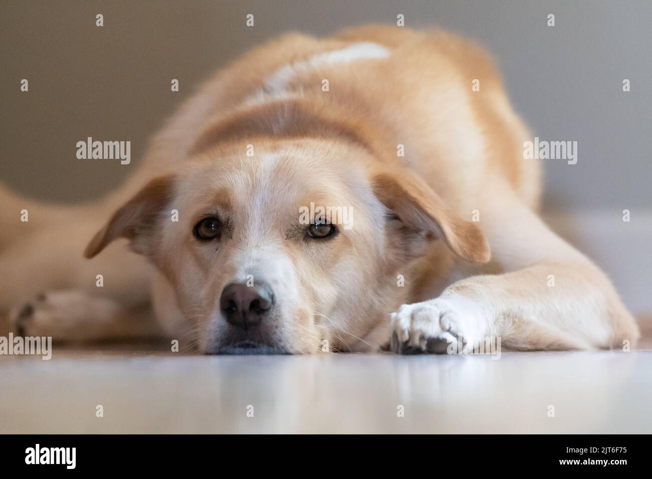 Ein geliebter Hund, der sich in seinem Haus auf dem Boden entspannt und dabei ein wachsames Auge auf die Kamera hat. Stockfoto