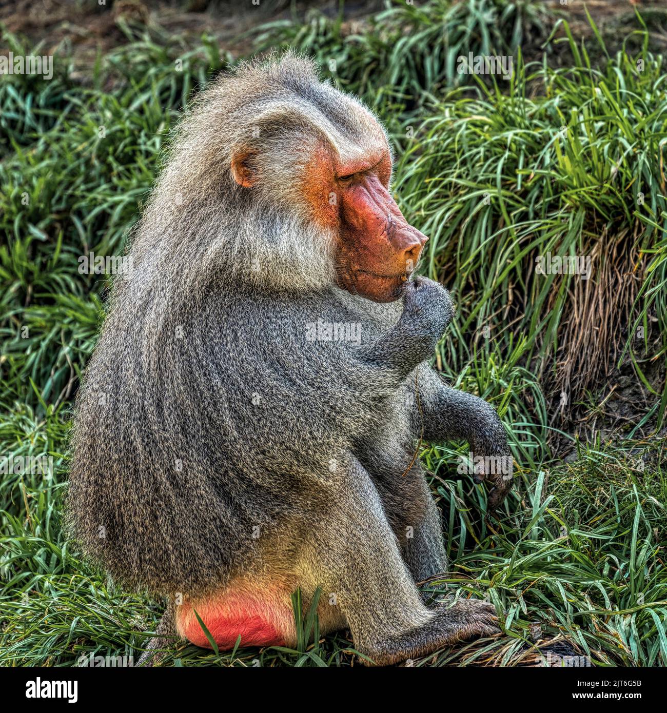 Pavian im Zoo in San Diego, Kalifornien Stockfoto