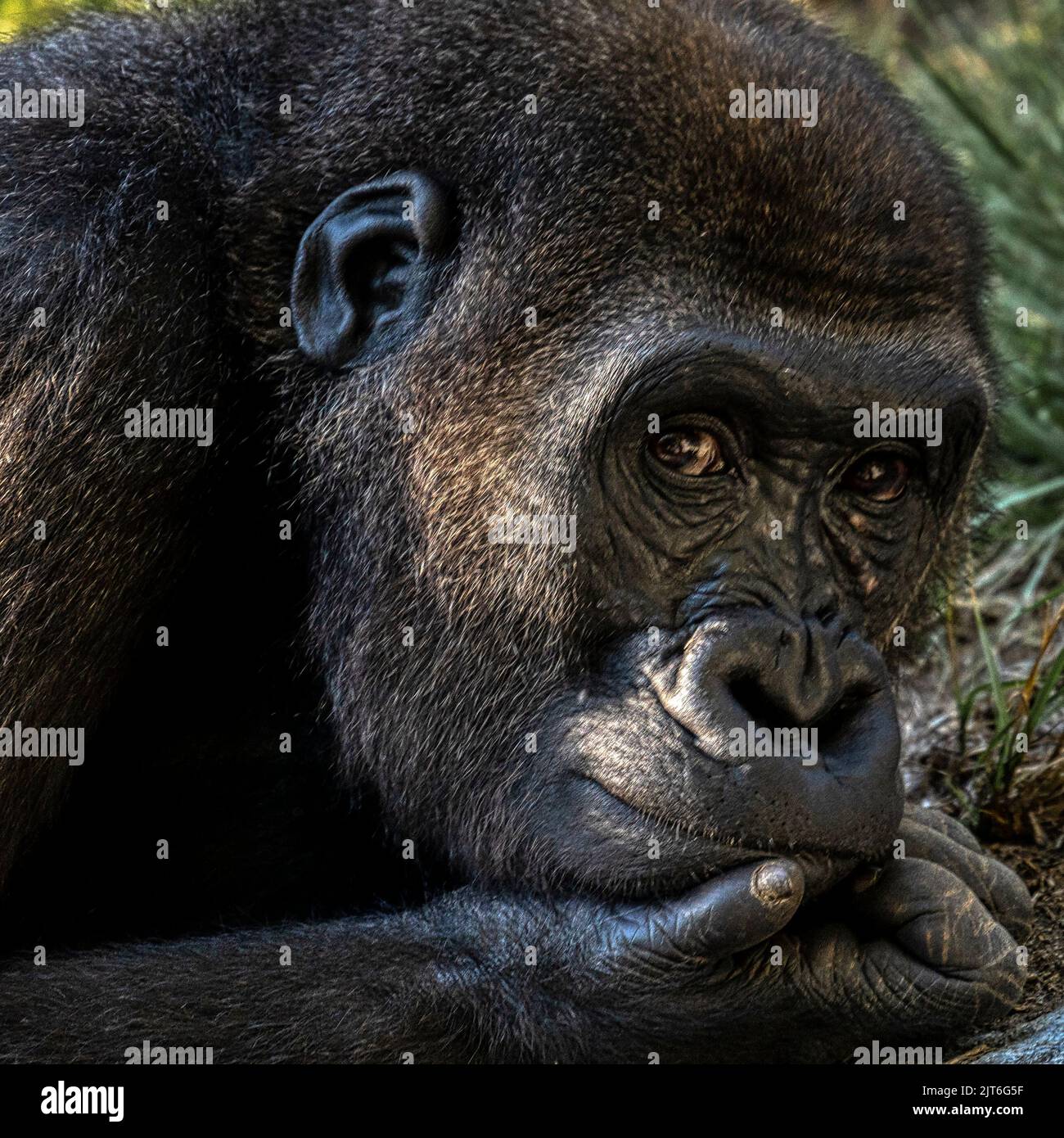 Gorilla ruht im San Diego Zoo in Kalifornien Stockfoto