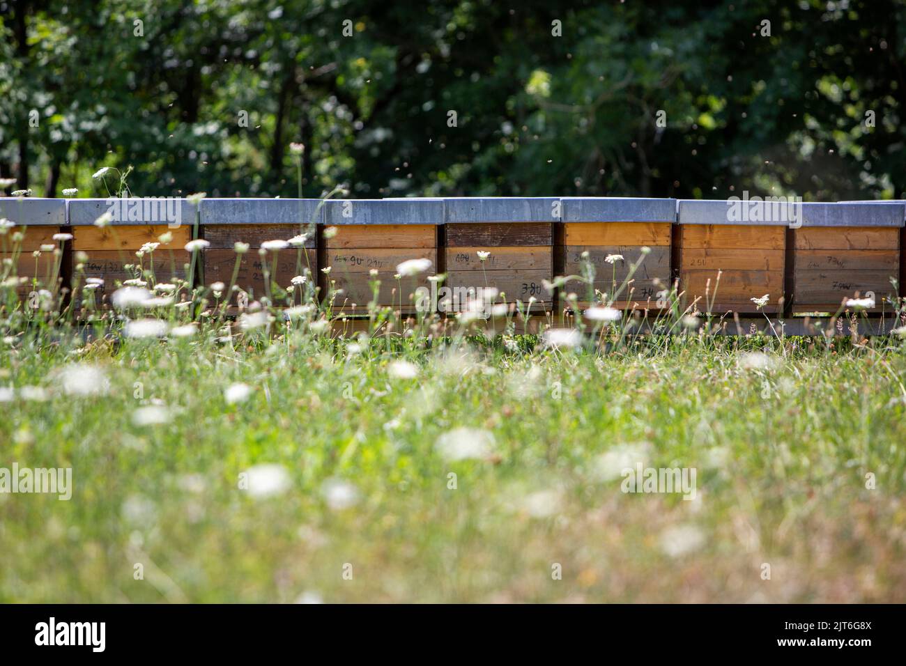 Bienenstöcke und Sommerblumen im Gras Stockfoto