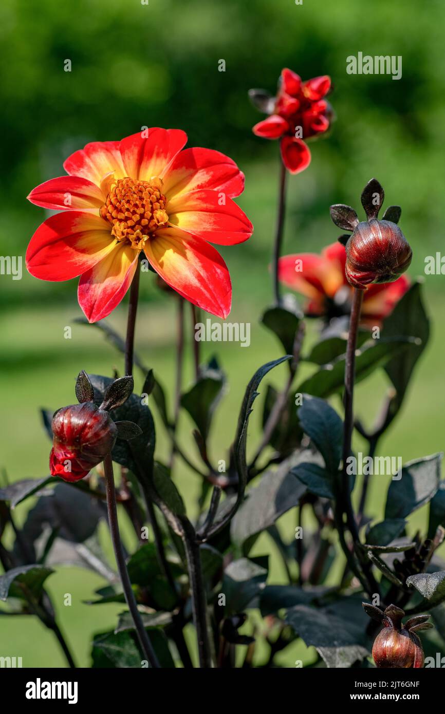 Schöne mehrfarbige Dahlia Blume aus Mystic Series mit ungewöhnlichem dunklem Laub. Rote und gelbe Dahlia-Pflanze. Stockfoto