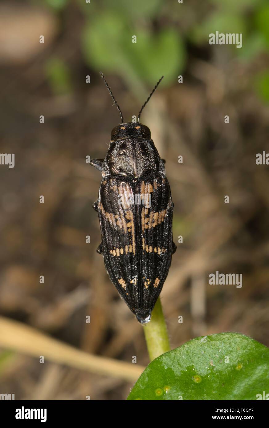 Metallic Wood-Boring Beetle (Buprestis consularis) auf einem Pflanzenstamm in Houston, TX. Makro-Nahaufnahme der Rückenansicht. Insekt aus Nordamerika. Stockfoto