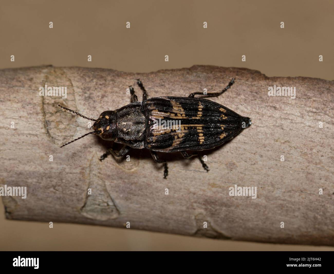 Metallic Wood-Boring Beetle (Buprestis consularis) auf Pflanzenrinde in Houston, TX. Makro-Nahaufnahme der Rückenansicht. Insekt aus Nordamerika. Stockfoto