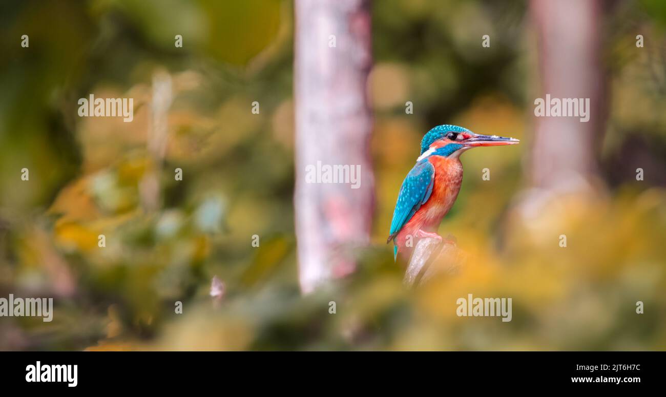 Eine Nahaufnahme eines farbenfrohen Eisvögel Stockfoto