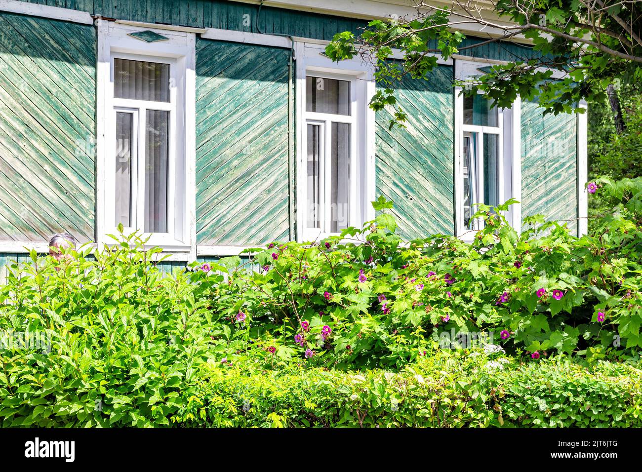 Landhaus-Holzhaus, mit Holzbrettern ummantelt, grüne Farbe lackiert. Farbe von Zeit und Wetter abgeschält. In der Nähe des Hauses herrlich duftende Blume Stockfoto