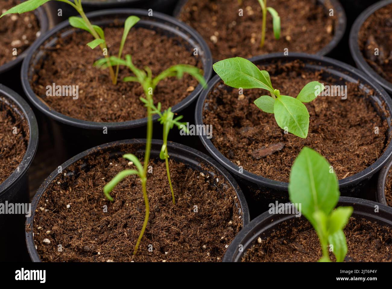 Vor kurzem transpontierte junge Blumensämlinge. Schneiden Blume Sämlinge Gartenarbeit Hintergrund. Nahaufnahme. Stockfoto