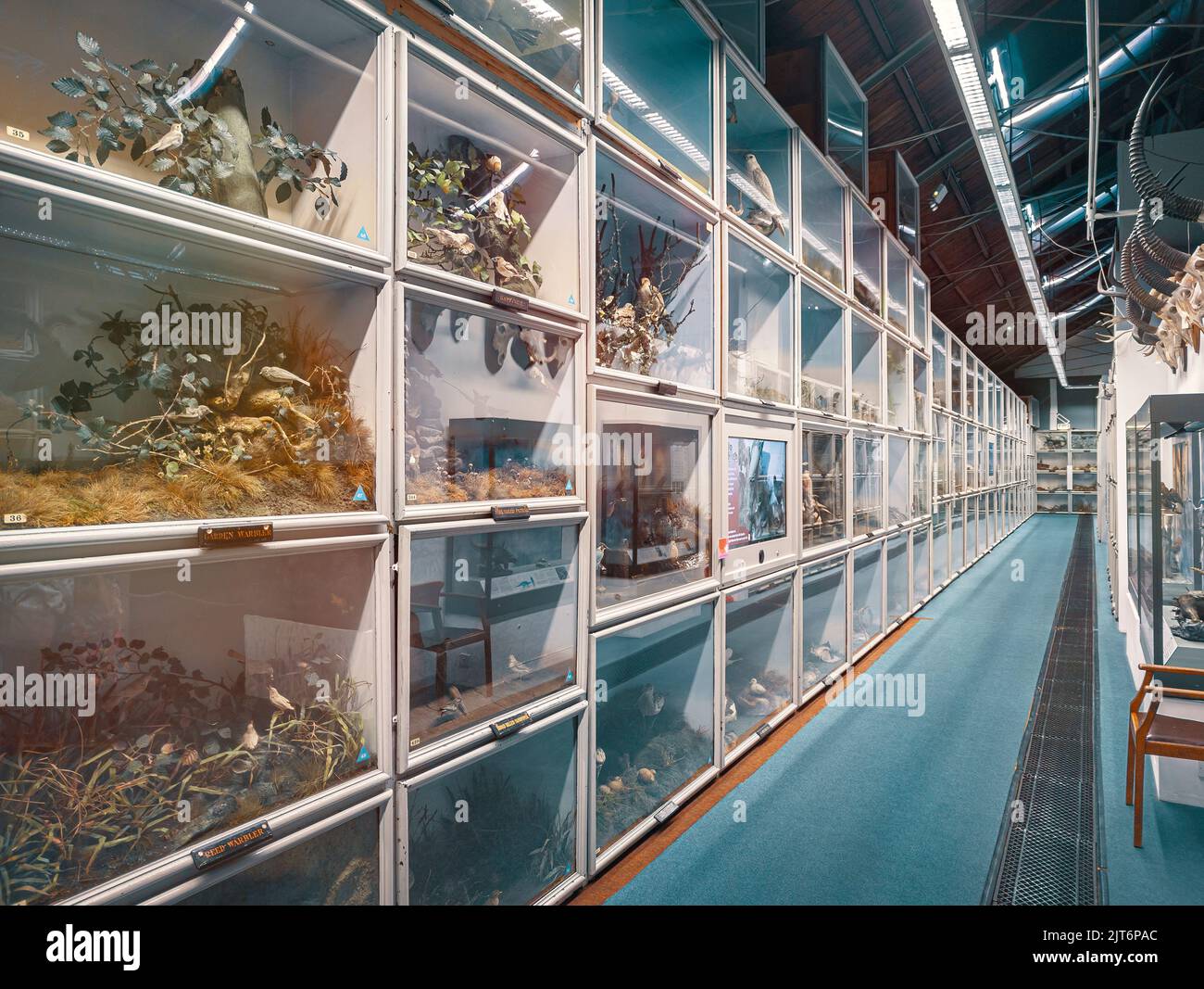 Das Booth Museum of Natural History Innenansicht, umfangreiche Sammlung von Vögeln Säugetiere Insekten & Knochen. Brighton und Hove East Sussex England Großbritannien Stockfoto