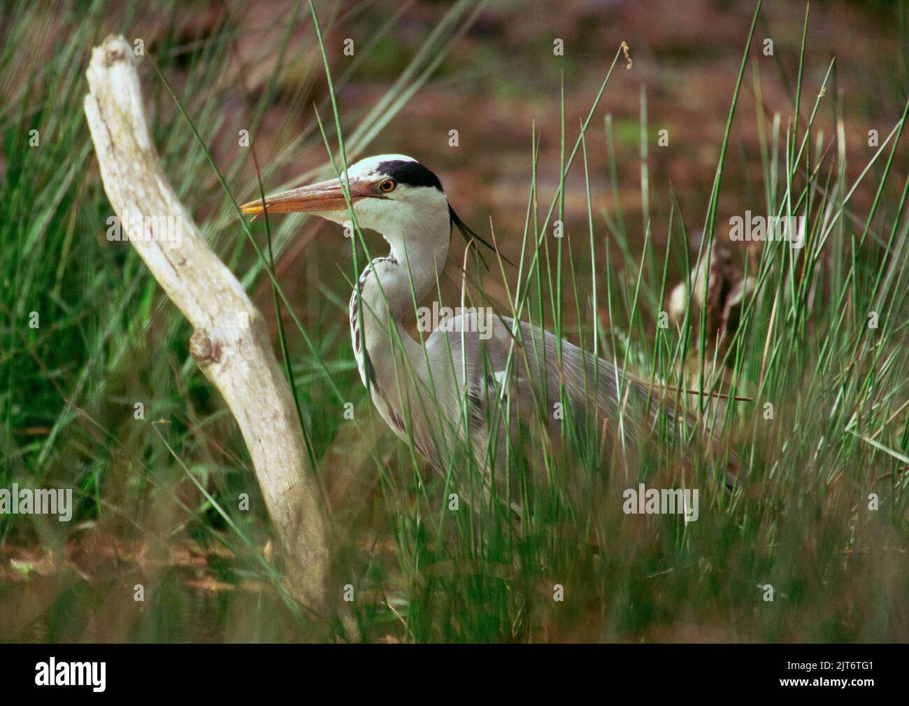 Graureiher versteckt sich im hohen Gras Stockfoto