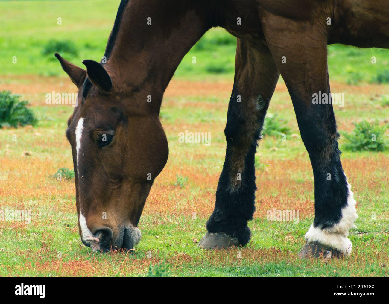 Großes braunes Pferd grast auf einem Feld Stockfoto
