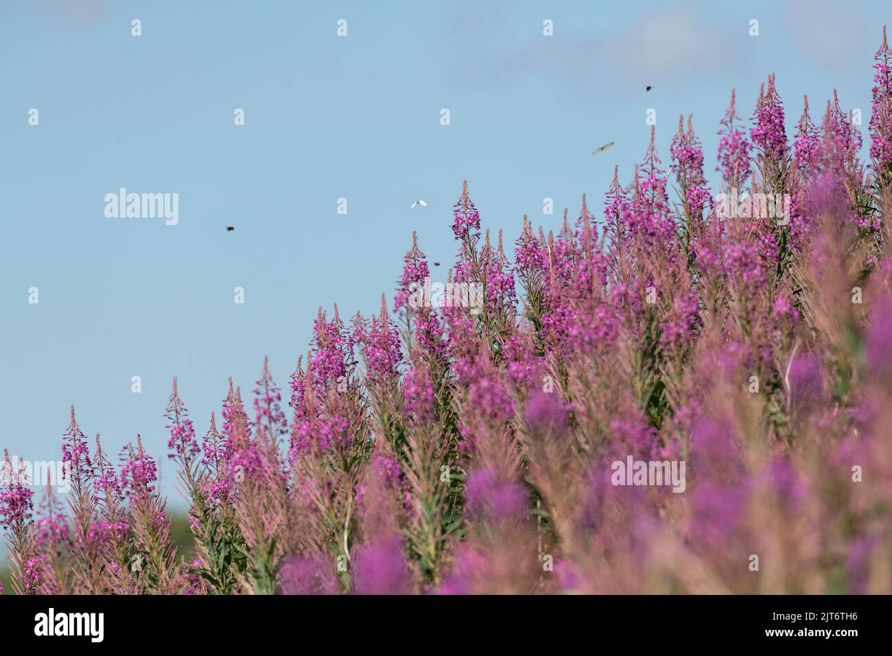 Schmetterlinge & Hummeln Fliegen um und über Rosebay Willowherb Stockfoto
