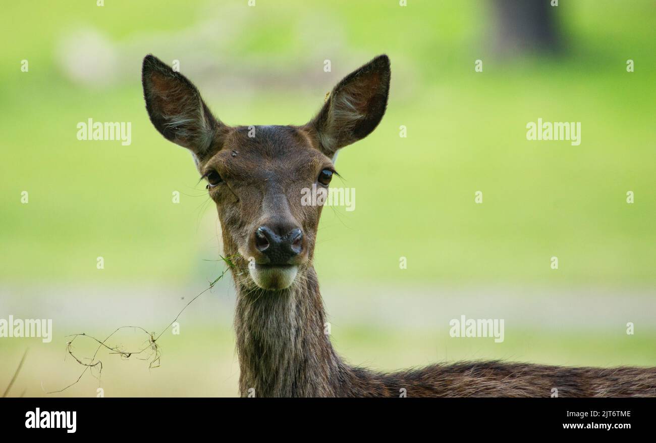 Rothirse Mit Dem Gesicht Nach Oben Aus Der Nähe Stockfoto