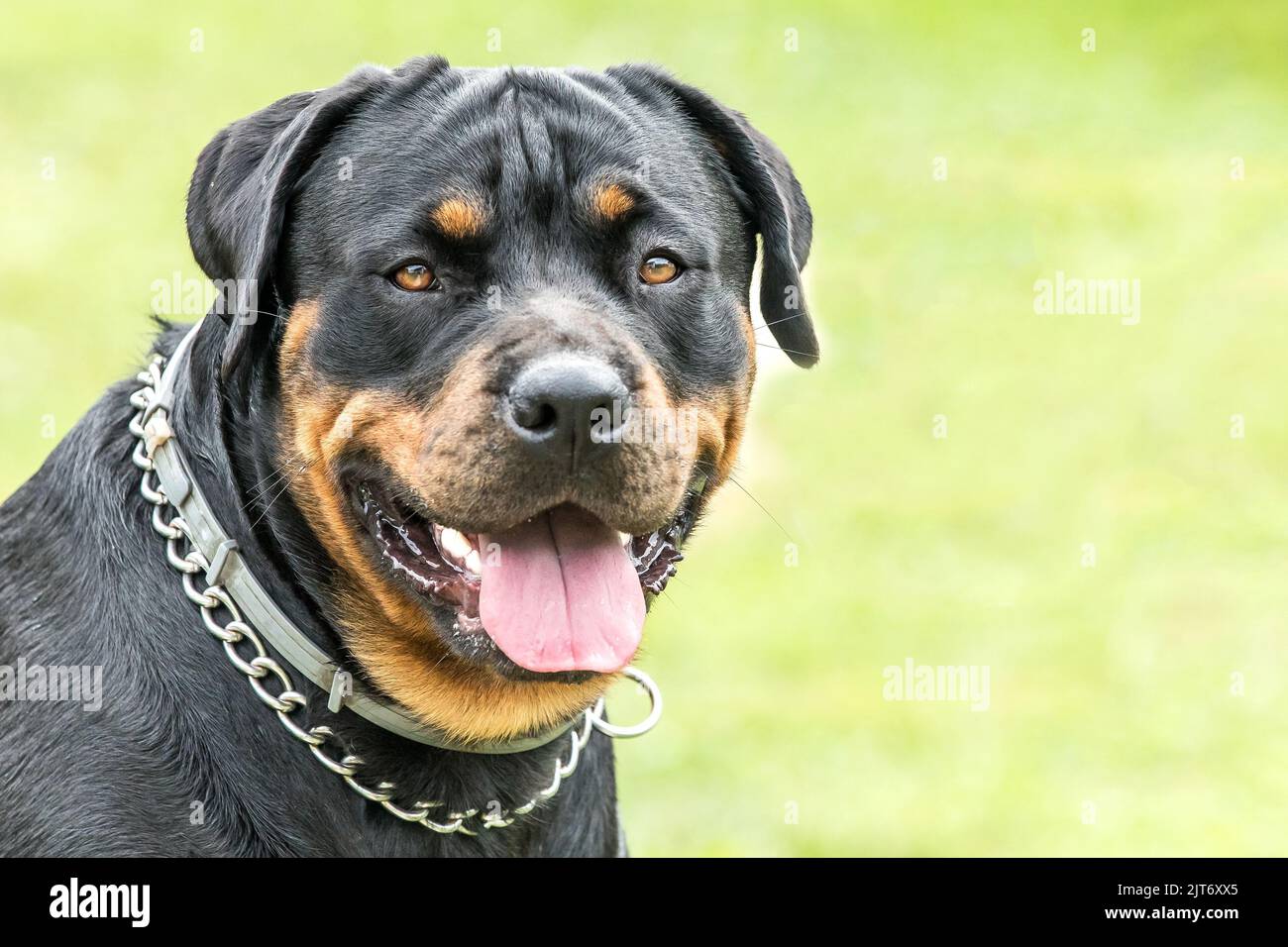 Rottweiler Hund, Kopfportrait, Nahaufnahme. Porträt eines erwachsenen Rottweiler in der Natur im Sommer. Anti-Zeckenkragen. Stockfoto