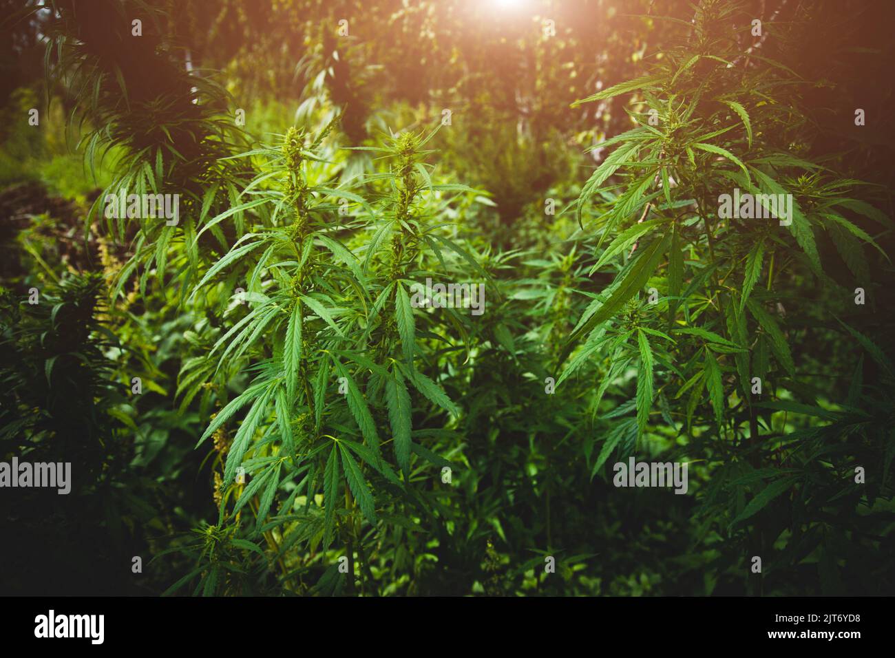 Nahaufnahme der Cannabisplantage. Büsche von Cannabis. Blätter von Betäubungsmitteln für die Herstellung von anasha Stockfoto