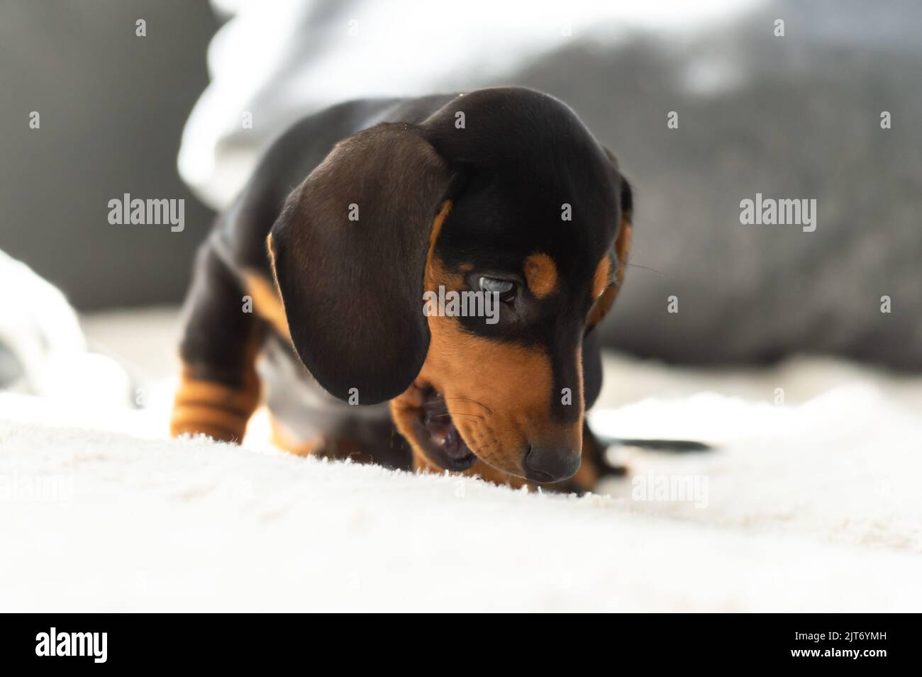 Niedlicher kleiner Wursthund 10 Wochen alt auf dem grauen Sofa drinnen Stockfoto