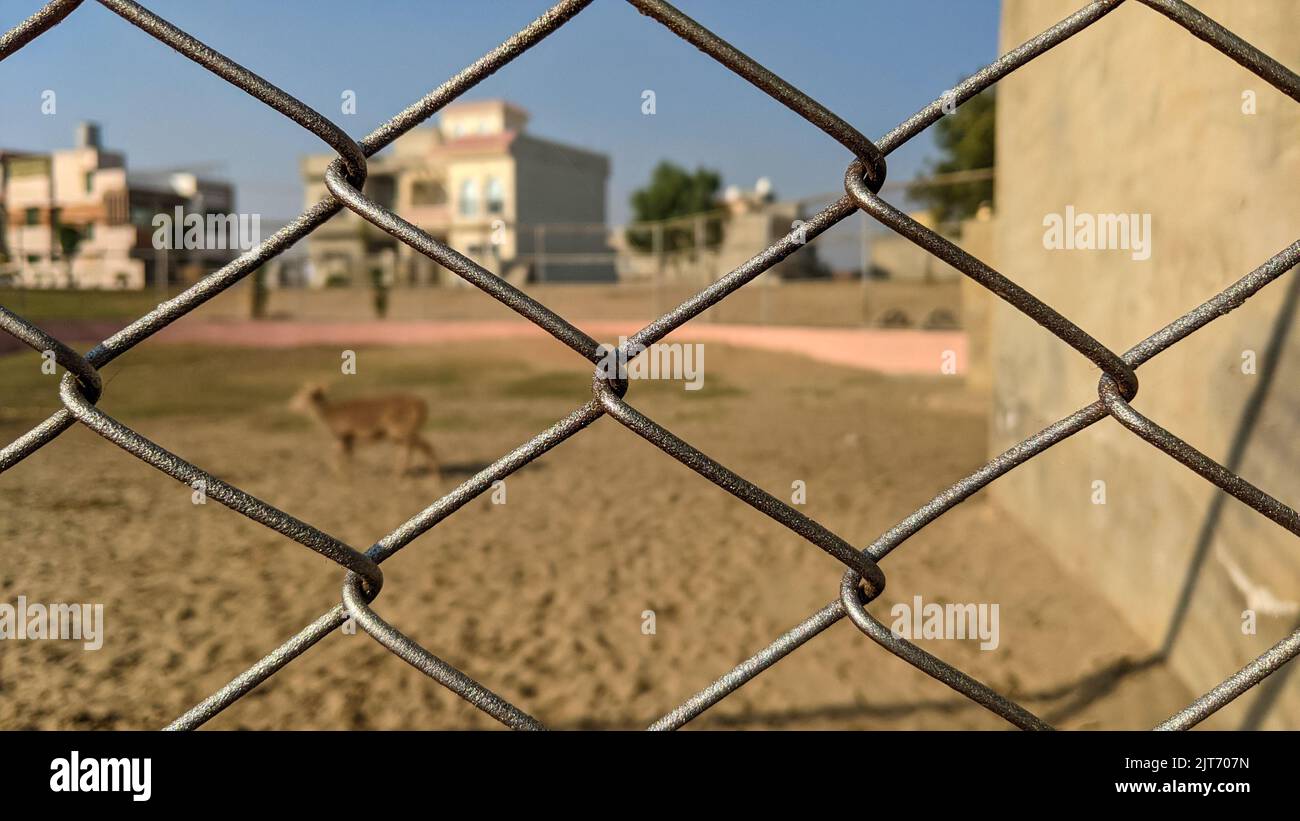 Metallische Grenzmauer des Zoos Stockfoto