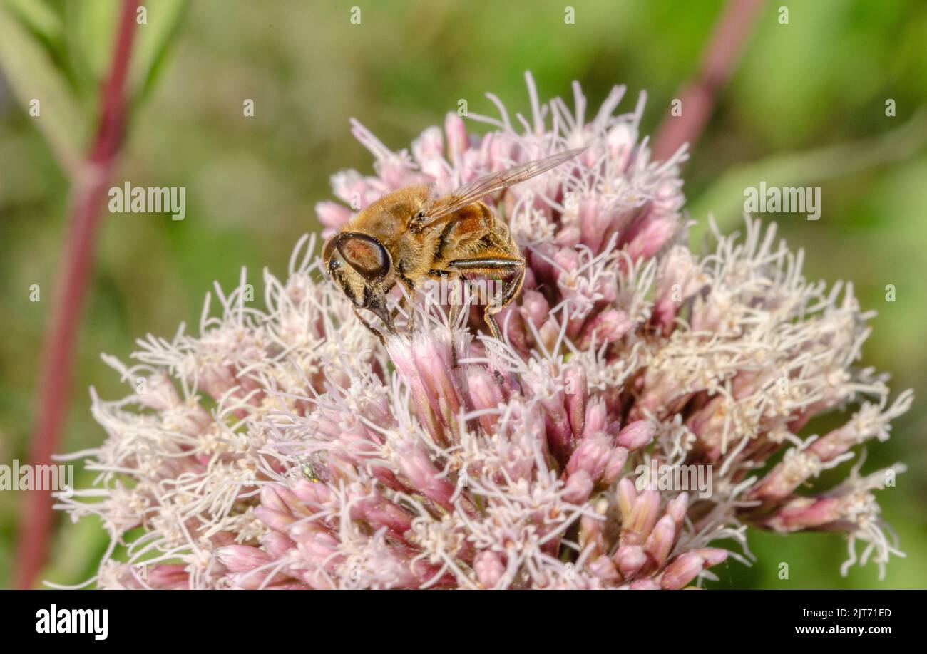 Ein Insekt auf einer Blume Stockfoto