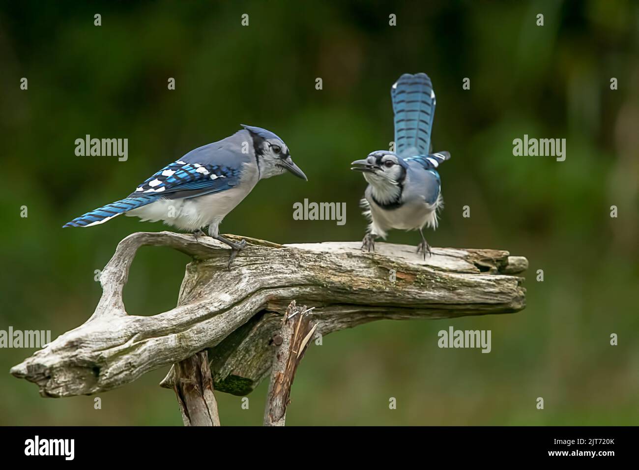 Die Blue Jays standen im Winter auf Holz Stockfoto