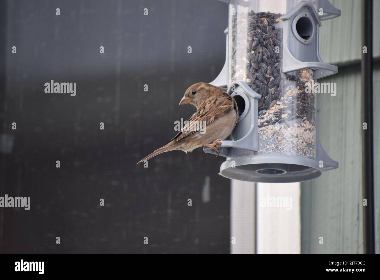 Weibliche Haussperling am Futterhäuschen, Beacon Hill, Seattle Stockfoto