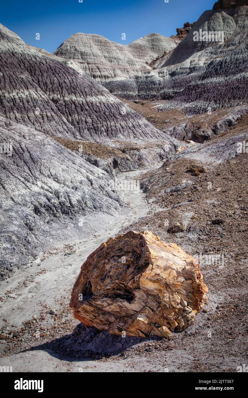 In der Blue Mesa, Blue Forest Area im Petrified Forest National Park, Arizona, finden Sie viele Beispiele von versteinertem Holz. Stockfoto