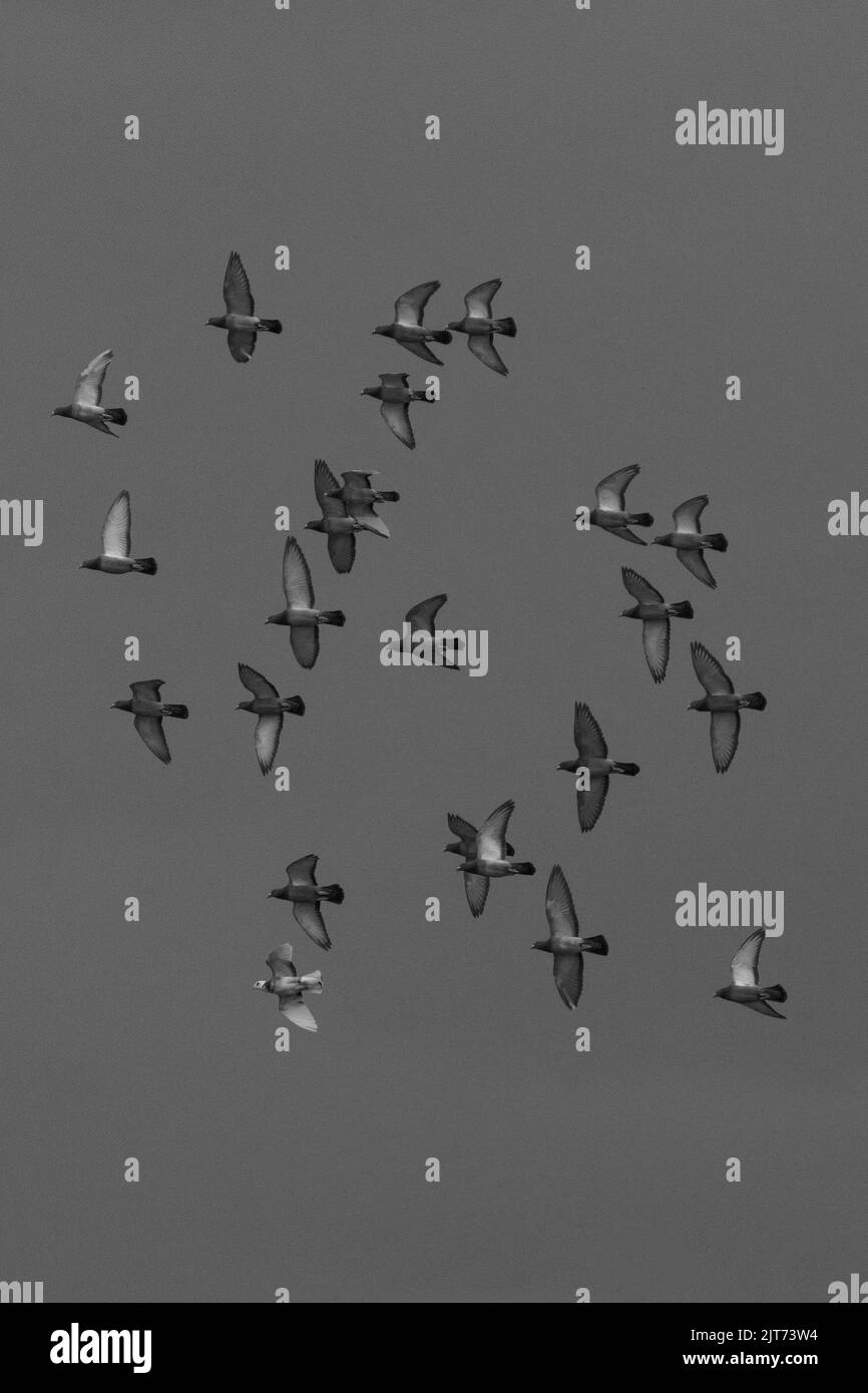Eine vertikale Graustufenansicht von wunderschönen Vögeln, die frei am Himmel fliegen Stockfoto