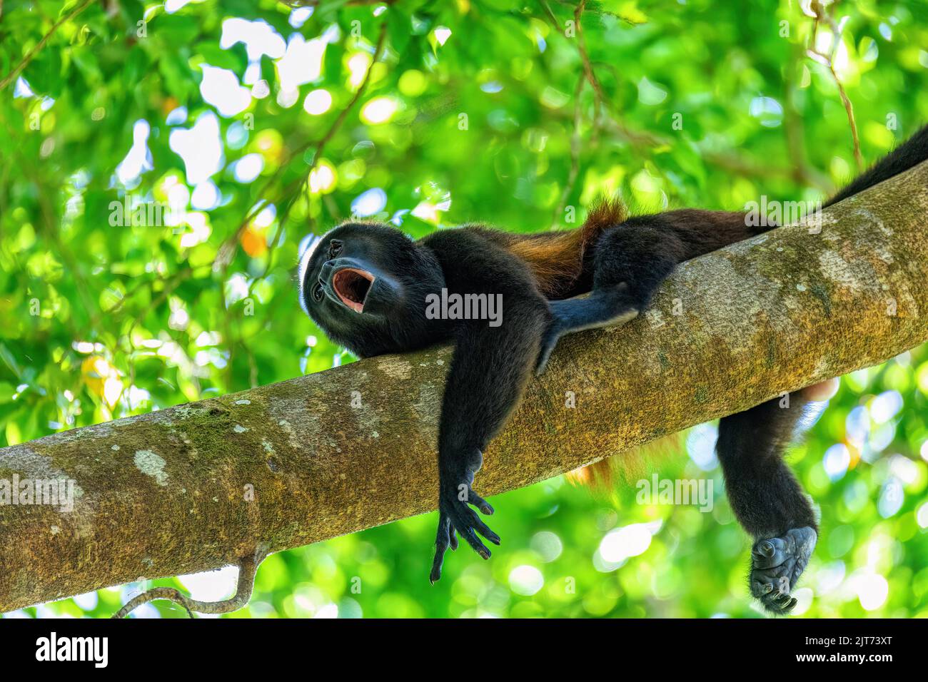 Mangelheuler (Alouatta palliata) oder goldgelber heulender Affe brüllt am Baum, Curu Wildlife Reserve, Costa Rica Wildlife Stockfoto