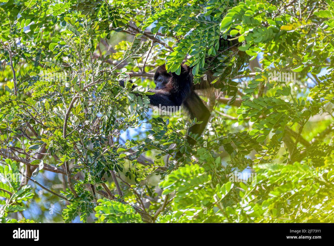 Mangelheuler (Alouatta palliata) oder goldgelber heulender Affe, der sich am Baum ernährt, Fluss Rio Bebedero Guanacaste, Costa Rica Stockfoto