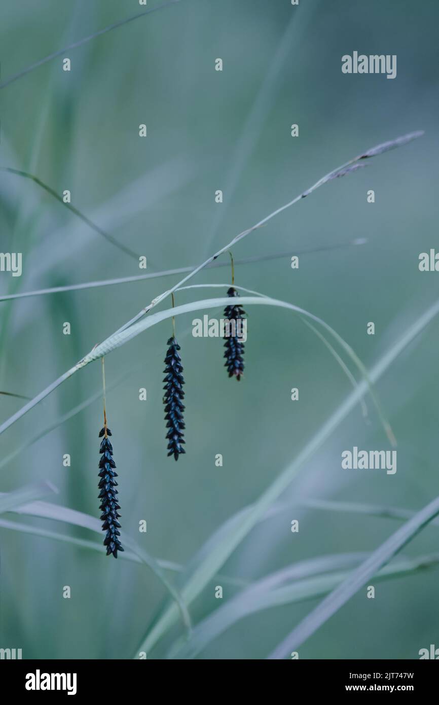 Gras mit drei schwarzen symmetrisch hängenden Ähren, hellgrün, Mimimalismus Stockfoto