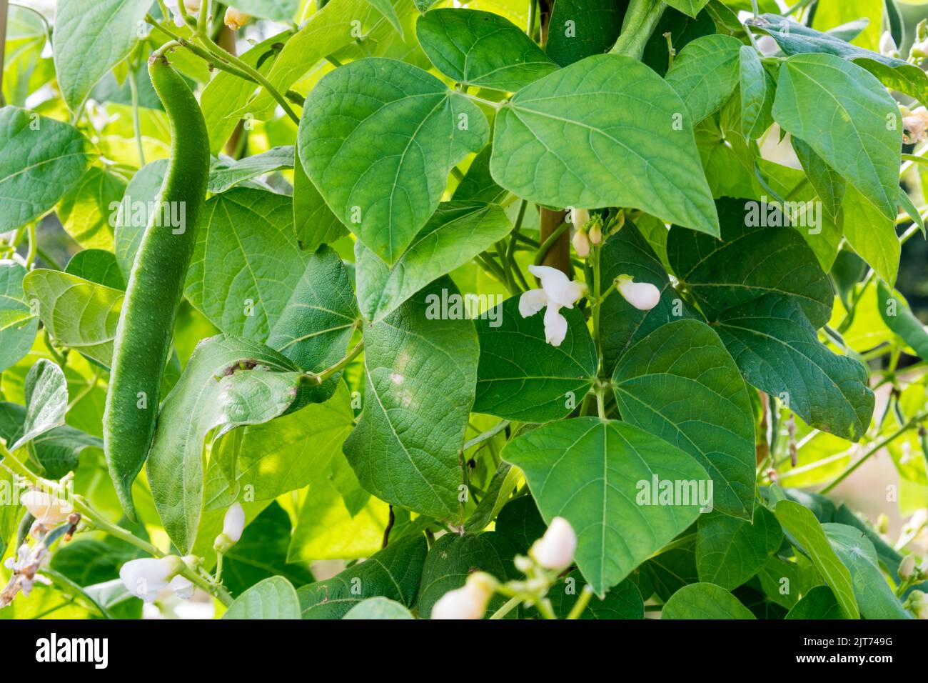 Wachsende Läuferbohne, Phaseolus coccineus 'Greek Gigante'. Stockfoto