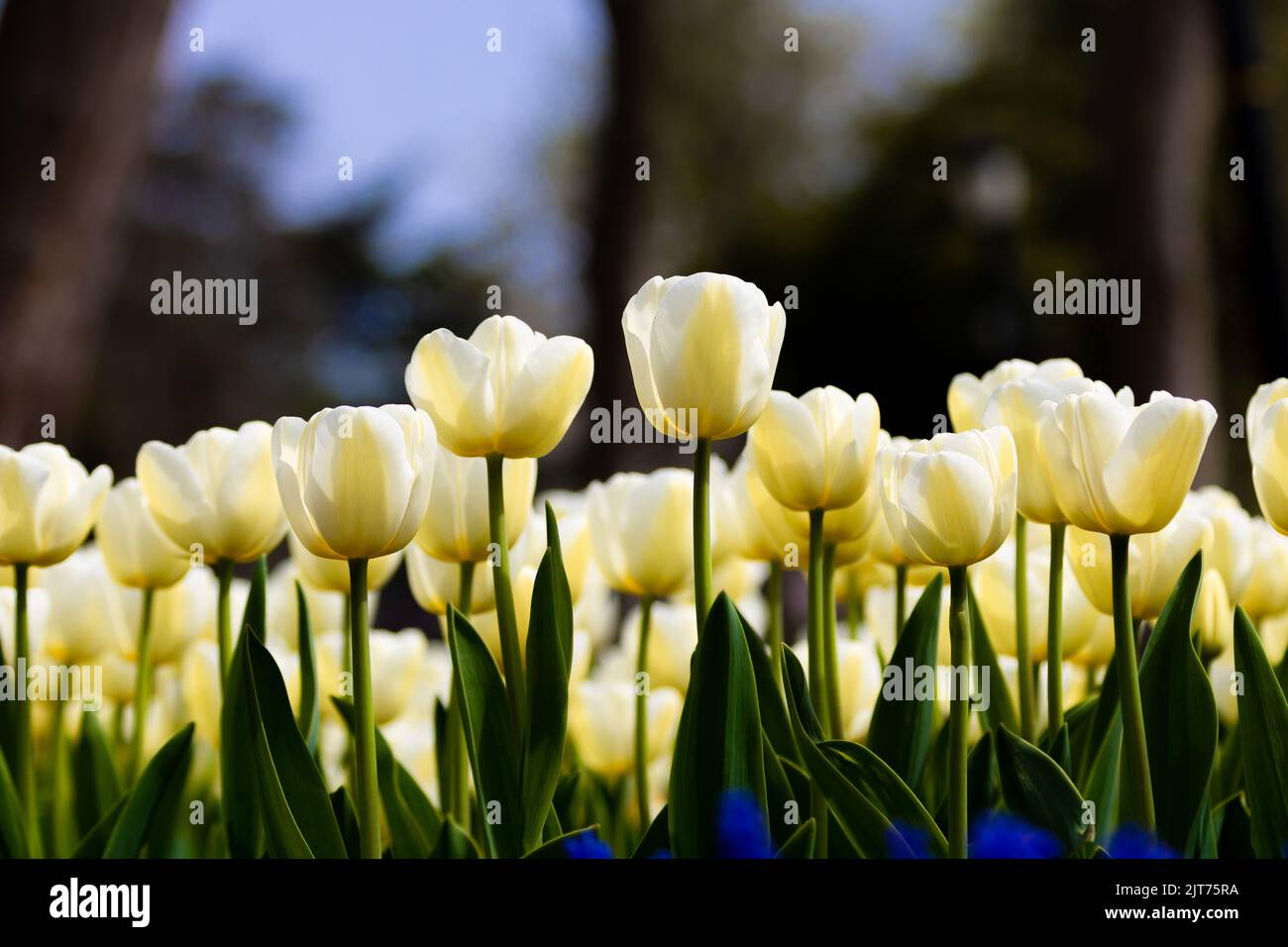 Weiße Tulpen im Frühling. Tulip Leinwanddruck Foto. Frühlingsblüten Hintergrund. Stockfoto
