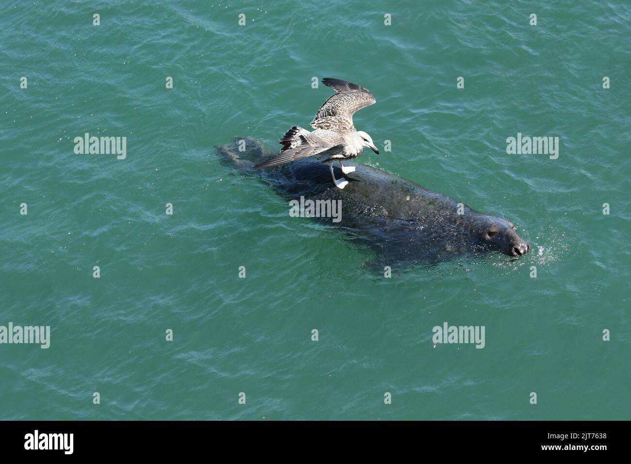 Seagull macht eine Fahrt auf einer Kegelrobbe, die im türkisfarbenen Wasser von Chatham Harbour, Cape Cod, MA, schwimmt. Blick von der Aussichtsplattform des Fishing Pier. Stockfoto