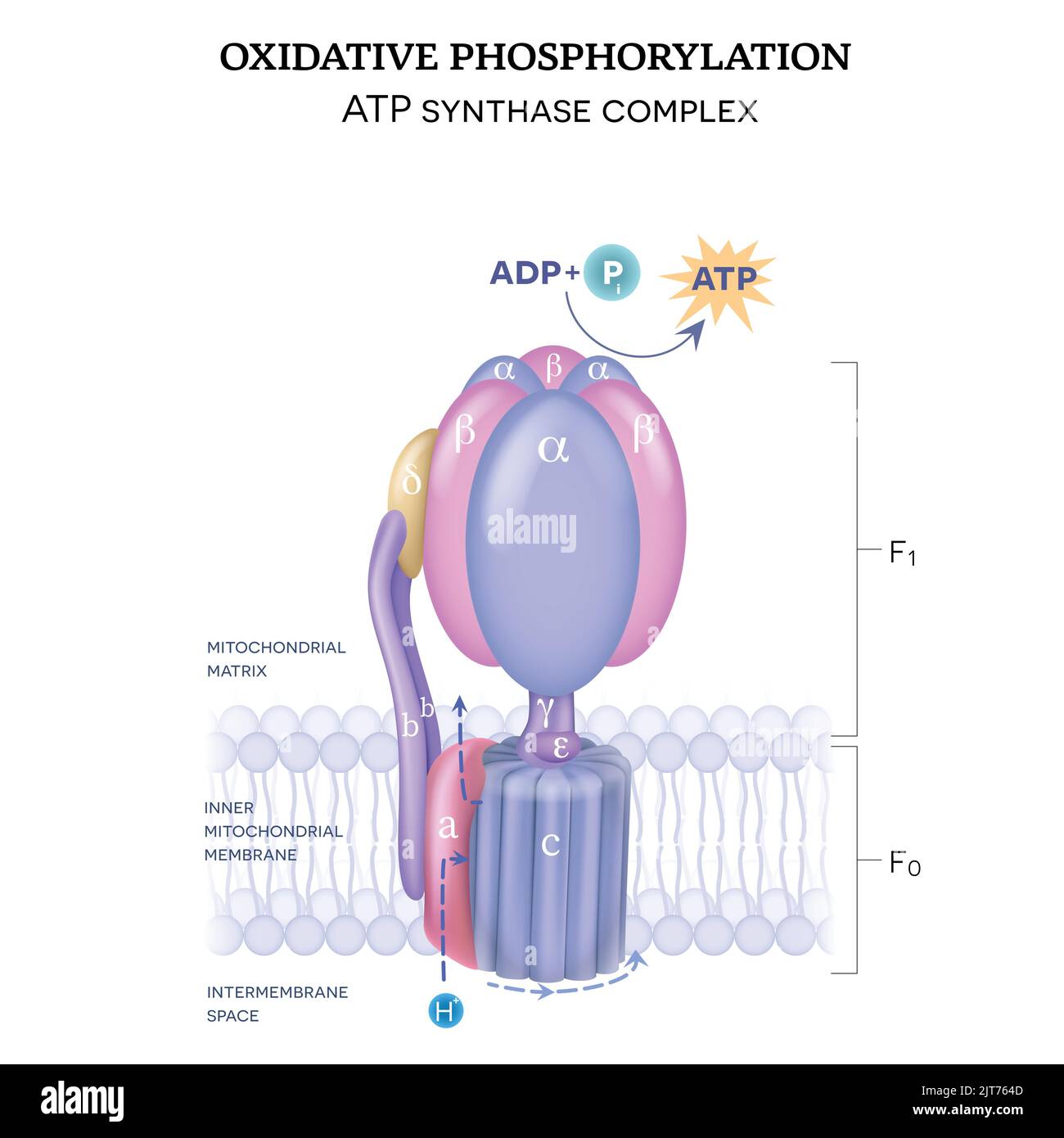 Die ATP-Synthasestruktur (Komplex V) besteht aus zwei Komponenten F0 und F1. Die Bildung von ATP unter Verwendung von Adenosindiphosphat und anorganischem Phosphat. Stock Vektor