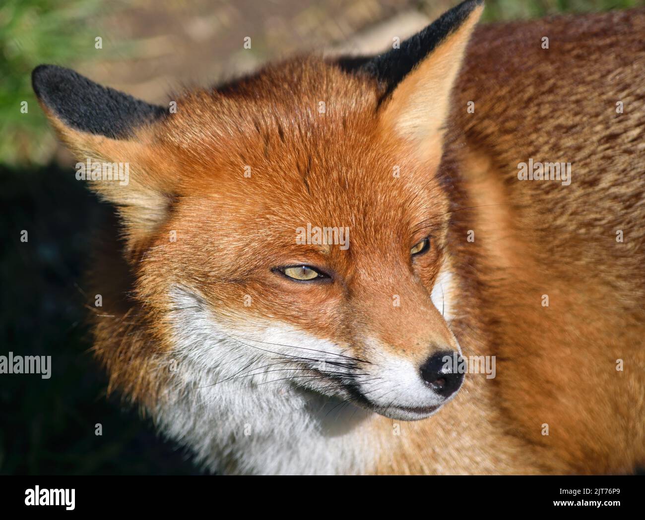 Porträt eines Rotfuchses, Vulpes vulpes, in der Frühlingssonne Stockfoto