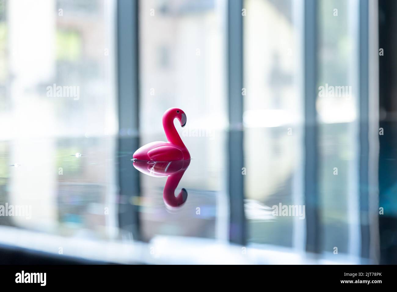 Nahaufnahme, Spielzeug-Flamingo im Pool auf unscharfem Hintergrund. Stockfoto