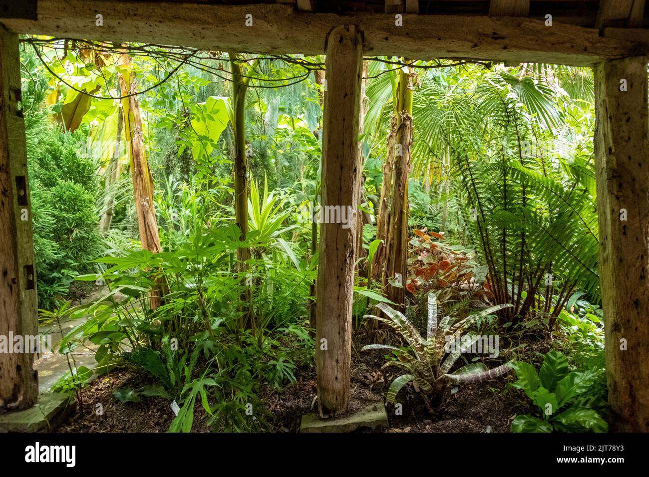 Tropische Vegetation im exotischen Garten von Great Dixter, Northiam, East Sussex, Großbritannien Stockfoto