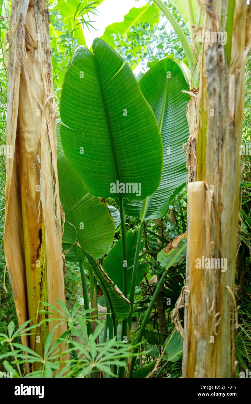Bananenhnliche pflanzen -Fotos und -Bildmaterial in hoher Auflsung  Alamy