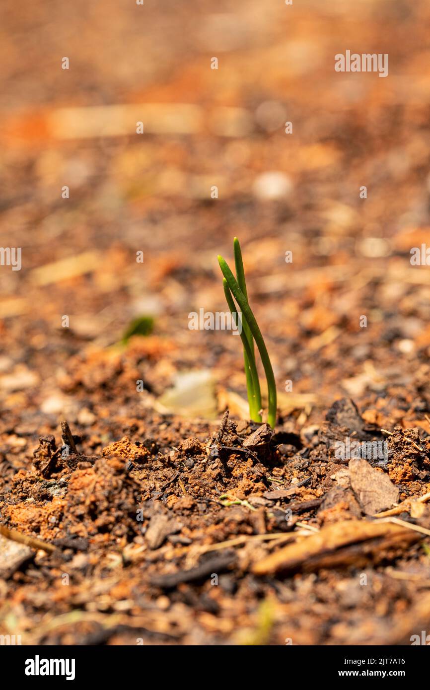 Zwiebelpflanze entsteht im Gemüsegarten des Haushaltes. Stockfoto