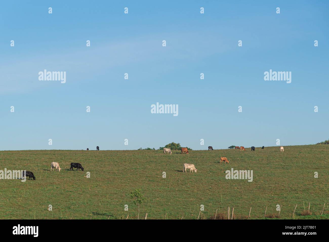 Umfangreiche Rinderzuchtfelder im Bundesstaat Rio Grande do Sul, Brasilien. Viehzuchtfarm. Produktion von Lebensmitteln für den menschlichen Verzehr. Ländlich Stockfoto