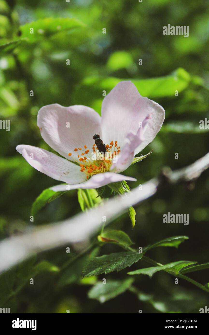 Eine Fliege, die Pollen von einer Hunderosenblume sammelt Stockfoto