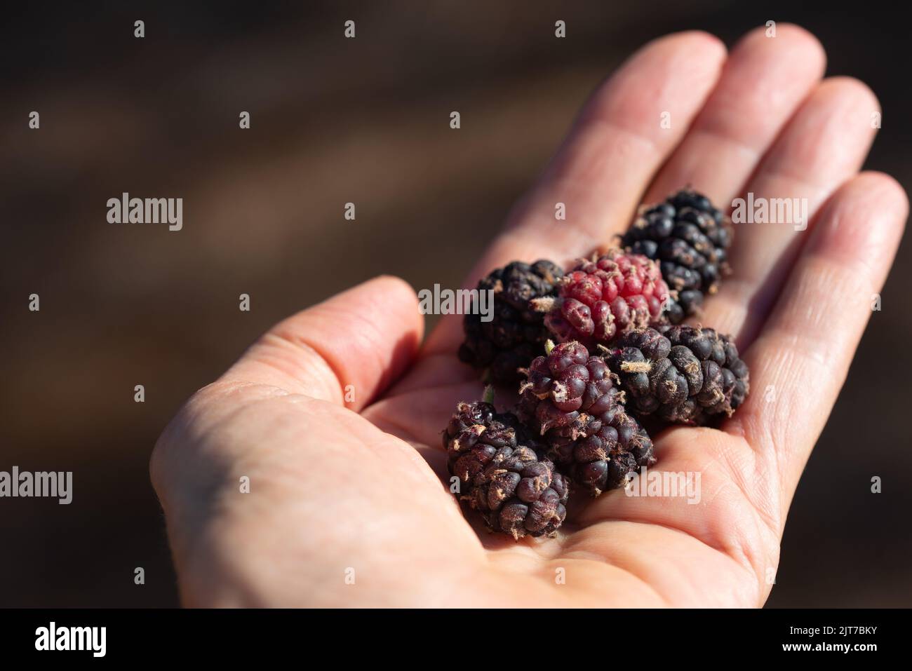 Nahaufnahme einer Hand mit reifen, dunklen Maulbeeren. Stockfoto