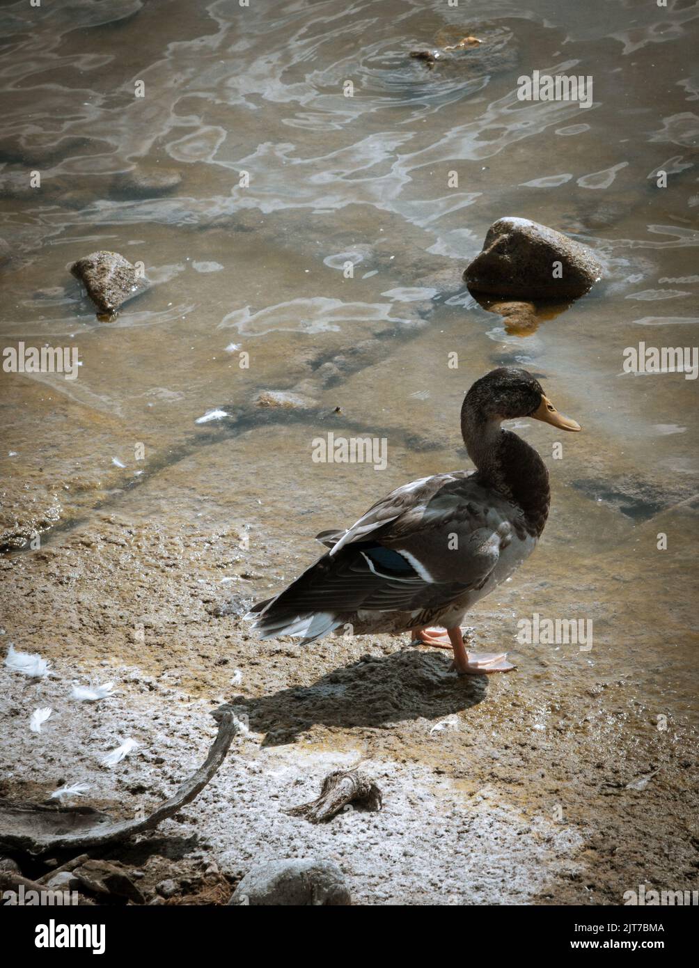 Einsame Ente dachte darüber nach, was sie tun sollte, wenn sie das Wasser an einem Seeufer betrachtet Stockfoto