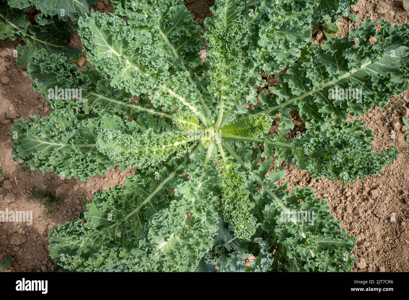 Grünkohl im Garten Stockfoto